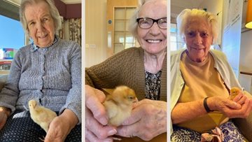 Baby chicks hatch at Newcastle care home